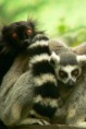 Zoo Ostrava - příroda na dosah